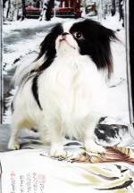 Хин Сатори Манэку